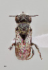  (Ashmeadiella erema - UAIC1153651)  @11 [ ] by (2023) Wendy Moore University of Arizona Insect Collection