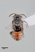  ( - UAIC1153653)  @11 [ ] by (2023) Wendy Moore University of Arizona Insect Collection