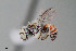  ( - UAIC1153653)  @11 [ ] by (2023) Wendy Moore University of Arizona Insect Collection