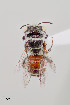  ( - UAIC1153654)  @11 [ ] by (2023) Wendy Moore University of Arizona Insect Collection