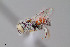  ( - UAIC1153654)  @11 [ ] by (2023) Wendy Moore University of Arizona Insect Collection