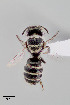  (Ashmeadiella sonora - UAIC1153660)  @11 [ ] by (2023) Wendy Moore University of Arizona Insect Collection