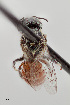  (Ashmeadiella sp - UAIC1153664)  @11 [ ] by (2023) Wendy Moore University of Arizona Insect Collection