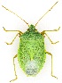  (Chlorocoris flaviviridis - UAIC1159395)  @11 [ ] Copyright  Salvador Vitanza Unspecified