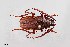  ( - UAIC1125705)  @11 [ ] by (2021) Wendy Moore University of Arizona Insect Collection
