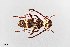  ( - UAIC1125719)  @11 [ ] by (2021) Wendy Moore University of Arizona Insect Collection