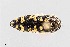  (Acmaeodera solitaria - UAIC1125815)  @11 [ ] by (2021) Wendy Moore University of Arizona Insect Collection