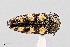  (Acmaeodera yuccavora - UAIC1125817)  @11 [ ] by (2021) Wendy Moore University of Arizona Insect Collection