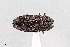 ( - UAIC1125829)  @11 [ ] by (2021) Wendy Moore University of Arizona Insect Collection