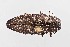  (Chrysobothris costifrons - UAIC1125833)  @11 [ ] by (2021) Wendy Moore University of Arizona Insect Collection