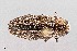  (Chrysobothris beyeri - UAIC1125834)  @11 [ ] by (2021) Wendy Moore University of Arizona Insect Collection