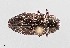  ( - UAIC1125836)  @11 [ ] by (2021) Wendy Moore University of Arizona Insect Collection