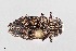  (Chrysobothris exesa - UAIC1125837)  @11 [ ] by (2021) Wendy Moore University of Arizona Insect Collection