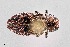 (Chrysobothris ignicollis - UAIC1125838)  @11 [ ] by (2021) Wendy Moore University of Arizona Insect Collection
