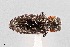  ( - UAIC1125839)  @11 [ ] by (2021) Wendy Moore University of Arizona Insect Collection
