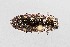  ( - UAIC1125844)  @11 [ ] by (2021) Wendy Moore University of Arizona Insect Collection