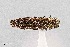  (Agrilus aeneocephalus - UAIC1125847)  @11 [ ] by (2021) Wendy Moore University of Arizona Insect Collection