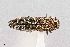  (Agrilus arizonicus - UAIC1125848)  @11 [ ] by (2021) Wendy Moore University of Arizona Insect Collection