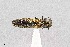  (Agrilus asperulus - UAIC1125849)  @11 [ ] by (2021) Wendy Moore University of Arizona Insect Collection
