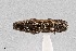  (Agrilus abditus - UAIC1125850)  @11 [ ] by (2021) Wendy Moore University of Arizona Insect Collection