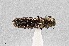  (Agrilus abstersus - UAIC1125851)  @11 [ ] by (2021) Wendy Moore University of Arizona Insect Collection