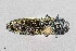  (Agrilus aurilaterus - UAIC1125854)  @11 [ ] by (2021) Wendy Moore University of Arizona Insect Collection