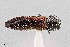  (Agrilus duncani - UAIC1125855)  @11 [ ] by (2021) Wendy Moore University of Arizona Insect Collection