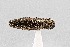  ( - UAIC1125856)  @11 [ ] by (2021) Wendy Moore University of Arizona Insect Collection