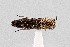  (Agrilus eleanorae - UAIC1125857)  @11 [ ] by (2021) Wendy Moore University of Arizona Insect Collection