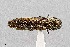  (Agrilus falli - UAIC1125858)  @11 [ ] by (2021) Wendy Moore University of Arizona Insect Collection