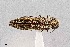  (Agrilus gibbicollis - UAIC1125859)  @11 [ ] by (2021) Wendy Moore University of Arizona Insect Collection