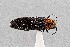  (Agrilus heterothecae - UAIC1125860)  @11 [ ] by (2021) Wendy Moore University of Arizona Insect Collection