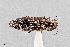  (Agrilus lecontei - UAIC1125862)  @11 [ ] by (2021) Wendy Moore University of Arizona Insect Collection