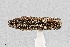  (Agrilus mimosae - UAIC1125863)  @11 [ ] by (2021) Wendy Moore University of Arizona Insect Collection