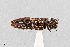  (Agrilus paraimpexus - UAIC1125864)  @11 [ ] by (2021) Wendy Moore University of Arizona Insect Collection