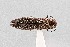  (Agrilus parkeri - UAIC1125865)  @11 [ ] by (2021) Wendy Moore University of Arizona Insect Collection