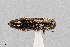  (Agrilus pectoralis - UAIC1125866)  @11 [ ] by (2021) Wendy Moore University of Arizona Insect Collection