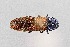  (Agrilus restrictus - UAIC1125868)  @11 [ ] by (2021) Wendy Moore University of Arizona Insect Collection