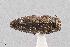  (Taphrocerus chevrolati - UAIC1125871)  @11 [ ] by (2021) Wendy Moore University of Arizona Insect Collection
