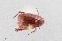  ( - UAIC1125880)  @11 [ ] by (2021) Wendy Moore University of Arizona Insect Collection