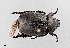  ( - UAIC1125884)  @11 [ ] by (2021) Wendy Moore University of Arizona Insect Collection