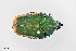  ( - UAIC1125895)  @11 [ ] by (2021) Wendy Moore University of Arizona Insect Collection