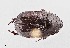  ( - UAIC1125896)  @11 [ ] by (2021) Wendy Moore University of Arizona Insect Collection