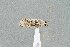  ( - UAIC1135502)  @11 [ ] by (2021) Wendy Moore University of Arizona Insect Collection
