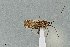  ( - UAIC1135511)  @11 [ ] by (2021) Wendy Moore University of Arizona Insect Collection