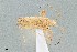  ( - UAIC1135535)  @11 [ ] by (2021) Wendy Moore University of Arizona Insect Collection