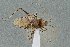  ( - UAIC1135538)  @11 [ ] by (2021) Wendy Moore University of Arizona Insect Collection