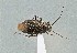  ( - UAIC1135557)  @11 [ ] by (2021) Wendy Moore University of Arizona Insect Collection