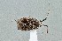  (Lampethusa - UAIC1135559)  @11 [ ] by (2021) Wendy Moore University of Arizona Insect Collection
