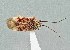 (Taedia nicholi - UAIC1135569)  @11 [ ] by (2021) Wendy Moore University of Arizona Insect Collection